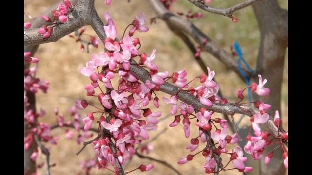 ЦЕРЦИС  (CERCIS)  сем. Бобовые
