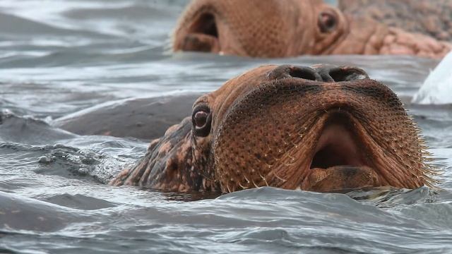 Walrus haul-out in Far East Russia смотреть онлайн