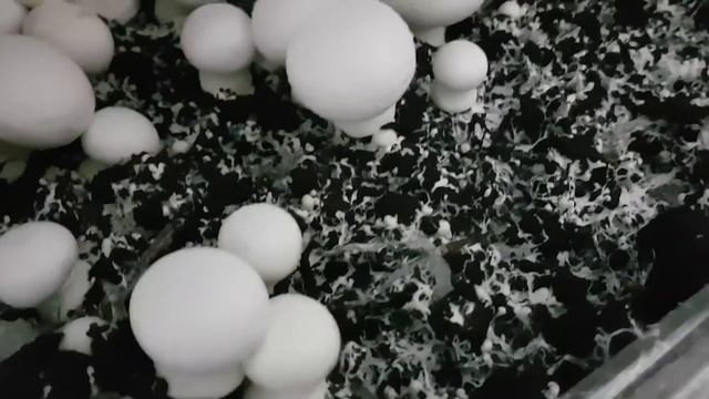 Одна Из Моих Лучших Камер. Выращивание Шампиньонов. смотреть онлайн