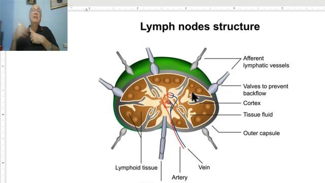 Lymphatic disorders in Arabic 3 (T.B lymphadenitis, part 1 ) , by Dr. Wahdan смотреть онлайн