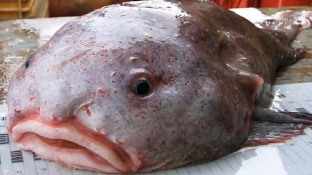 РЫБА-КАПЛЯ: Cамый грустный обитатель морских глубин