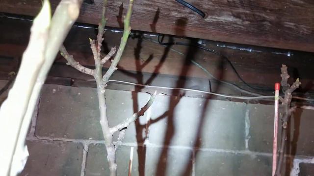 Come And Visit My Winter Storage Fig Isolation Room! Jan 27,20. смотреть онлайн