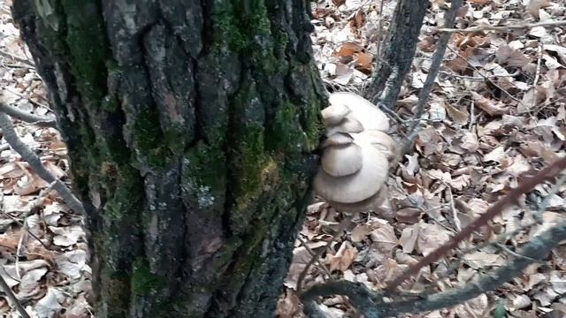 Есть ли грибы в ноябре ? Грибы / Что растёт в лесу в ноябре ? смотреть онлайн