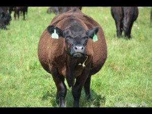 КФХ Александра Москвина. Технология содержания и разведения скота