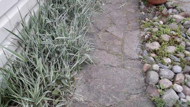 Фалярис тростниковидный "Вариегата" смотреть онлайн