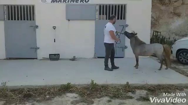 Pony falabella " Alberico Marinero" смотреть онлайн