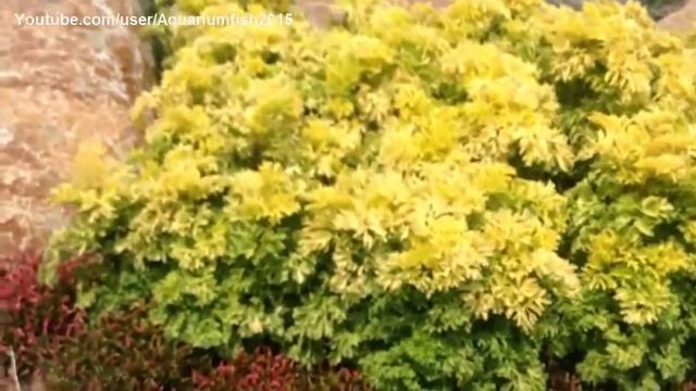 Polyscias fruticosa yellow смотреть онлайн