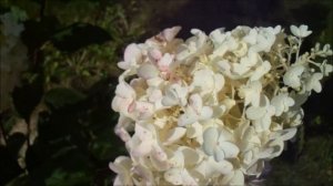 РЕКОМЕНДУЮ!! ГОРТЕНЗИЯ СИЛЬВЕР ДОЛЛАР