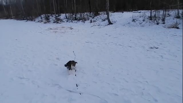 Первая прогулка щенка зимой. В каком возрасте можно гулять с щенком зимой. смотреть онлайн
