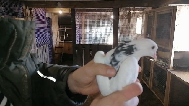 Немного про голубей смотреть онлайн