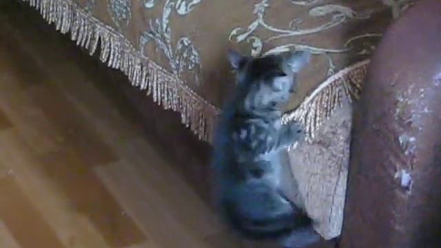 Эти смешные кошки. Игры кошки Буси с котятами. Games Cat With Kittens.