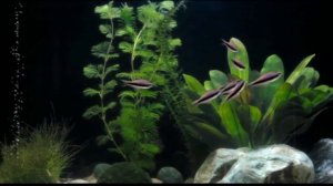 Императорская тетра Пальмера (Пальмери)