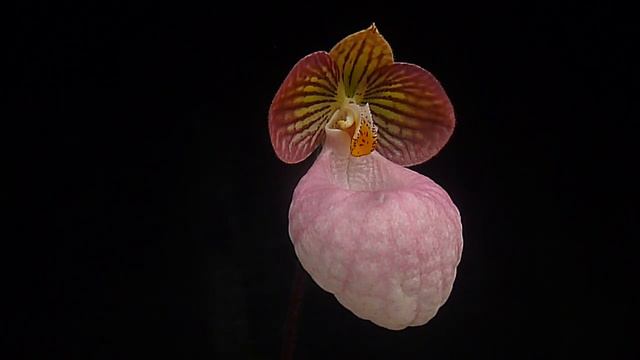 Paphiopedilum micranthum смотреть онлайн