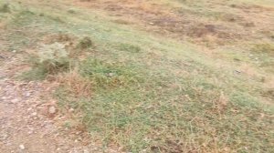 ШАТАЕТСЯ ВИЛКА НА МОПЕДЕ АЛЬФА?