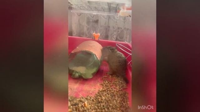 Белка Дегу | Все о грызуне Дегу | Веселый домашний питомец | чилийская белка смотреть онлайн