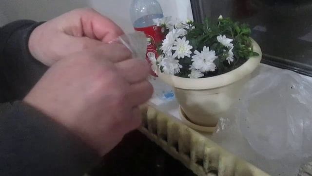 Как посадить семена табака смотреть онлайн