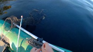 Ловля леща на кольцо на Волге  в сентябре