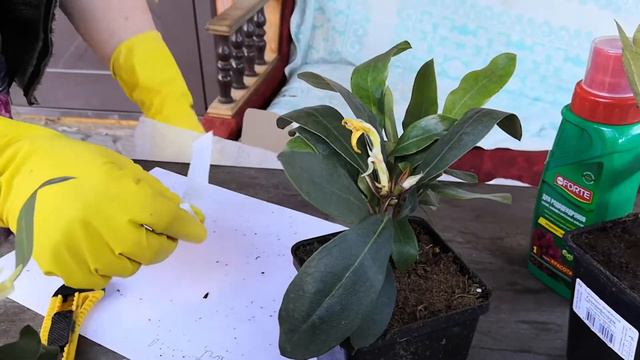 #Беккер#новая посылочка#любимые растения#отзыв#распаковка от БЕККЕР