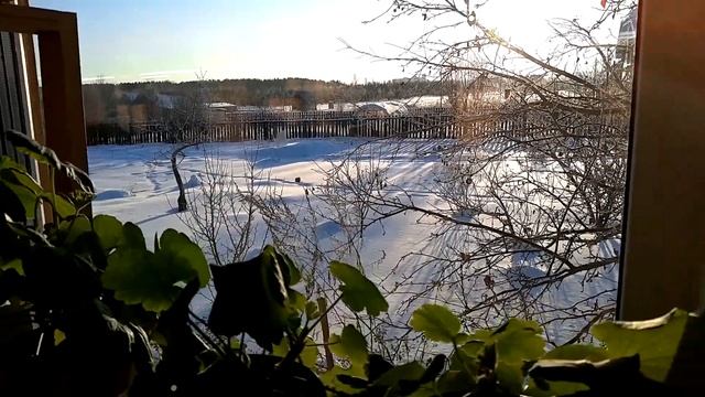 Как мы поливаем пеларгонии зимой смотреть онлайн