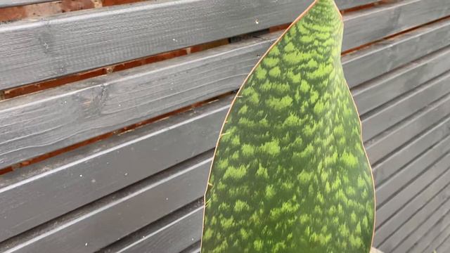40cm Whale Fin | Sansevieria Masoniana Victoria | House Plant | 17cm pot | 40cm Height смотреть онлайн