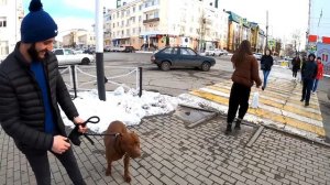 Прогулка с питбулем Мусой в городе. питбуль/pitbull/намордник