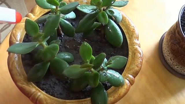 Отличное удобрение для комнатных растений. Луковая шелуха. смотреть онлайн