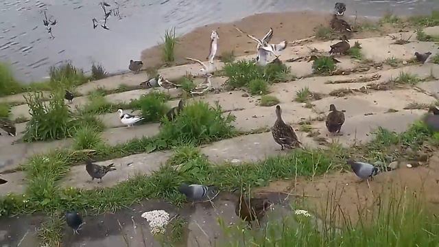 г. Александров лето 2020. Кормим чаек, уток, голубей на берегу реки Серая смотреть онлайн