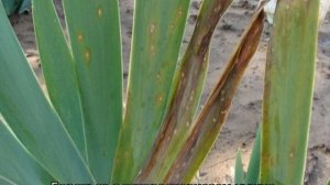 Болезни ирисов