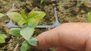 Черенкование голубики от начала до конца. Опыт 2023 года