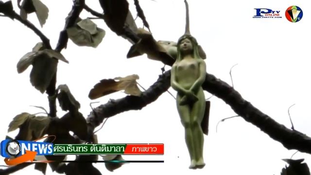 Дерево с плодами в виде женского тела. смотреть онлайн