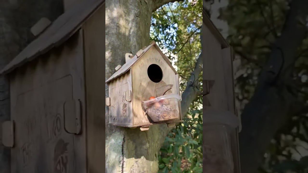 Концепция хорошего настроения из сочинского парка Ривьера смотреть онлайн