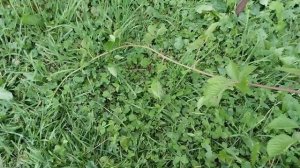 ежевика Глория,21 августа 2023, пробую ягоду на вкус,мои впечатления