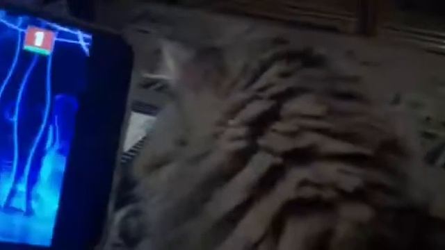 Реакция на Димаша сибирская кошка.