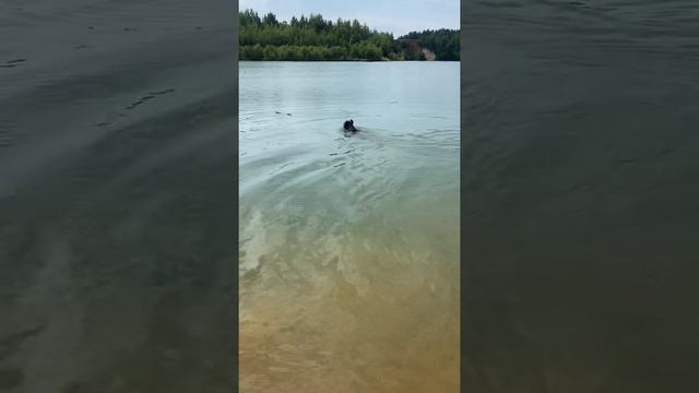 Палочку не отдам 🤣#tttt #cane #канекорсо #canecorso #canecorsoitaliano #канекорсоитальяно смотреть онлайн