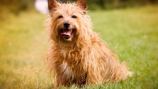 Top 10 Ginger Dog Breeds смотреть онлайн