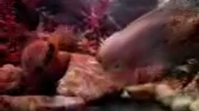 радужная цихлазома смотреть онлайн