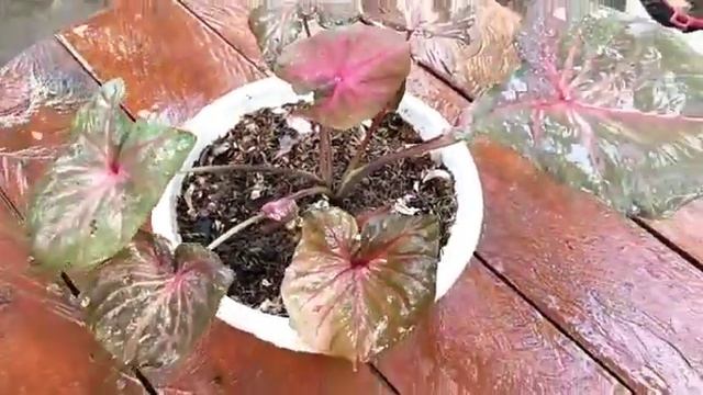 Caladium Malanay Double leaf смотреть онлайн