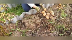 Никогда больше не буду выращивать картофель из семян