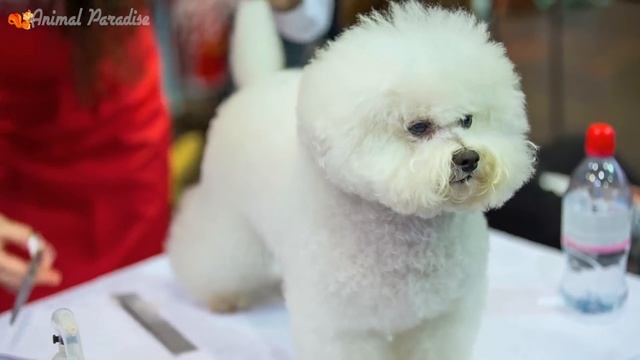 Cute little animals: cat, dog, chicken, horse, duck, monkey, cow - animal sounds смотреть онлайн