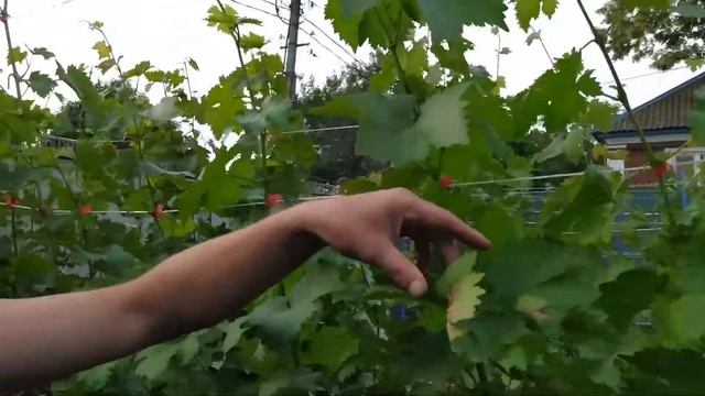Обработка винограда после цветения. Результат лечения от серой гнили. смотреть онлайн