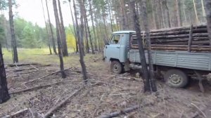 Собираем валежник- всё что ещё не гнилое.