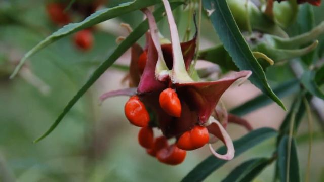 Euonymus cornutus var quinquecornutus смотреть онлайн
