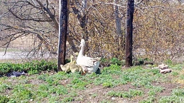 Первые холмогорские гусята на прогулке. смотреть онлайн