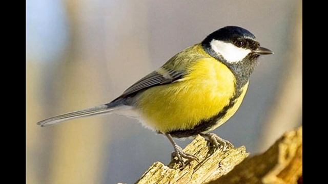 5 ФАКТОВ О СИНИЦАХ #3 смотреть онлайн