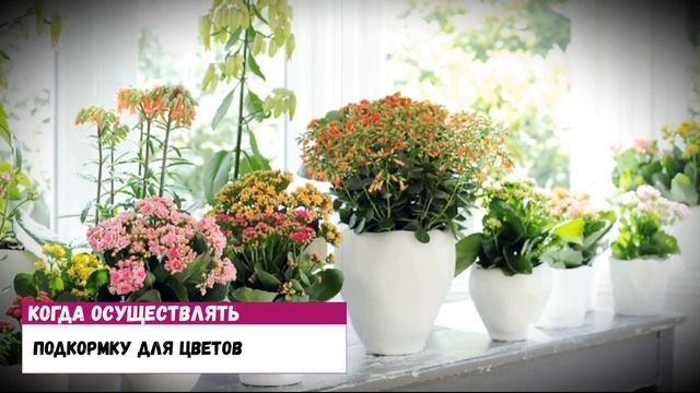 Аспирин и его полезные свойства для комнатных цветов смотреть онлайн