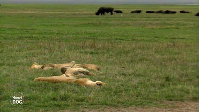 Inheritance of the largest volcanic caldera on the planet: the sons of Ngorongoro (FULL DOCUMENTARY смотреть онлайн
