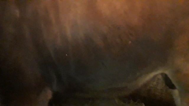 По каким  признакам  определяем  стельность у телки!