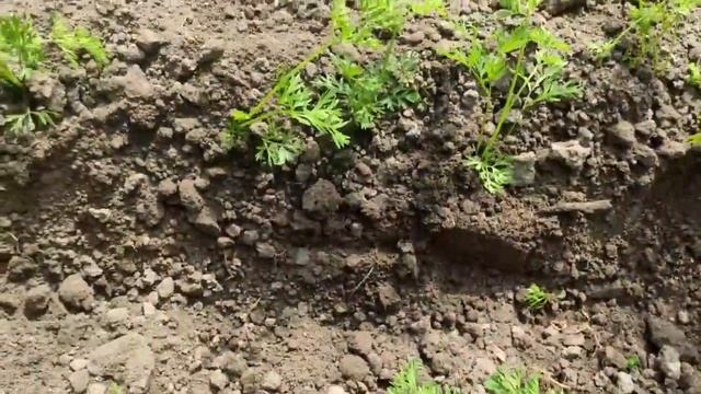 КТО НЕ ПОСЕЯЛ МОРКОВЬ ?! Еще есть время ! Как правильно ухаживать за морковью ТРИ ПРАВИЛА ! смотреть онлайн