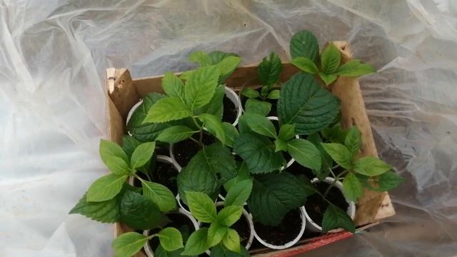 Подготовка гортензий к зиме❄️❄️❄️. смотреть онлайн