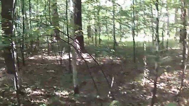 как заготовить лыко липовое и нарезать лычки смотреть онлайн